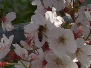 蜂 記事用.bmp